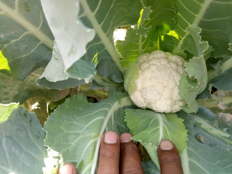 Cauliflower